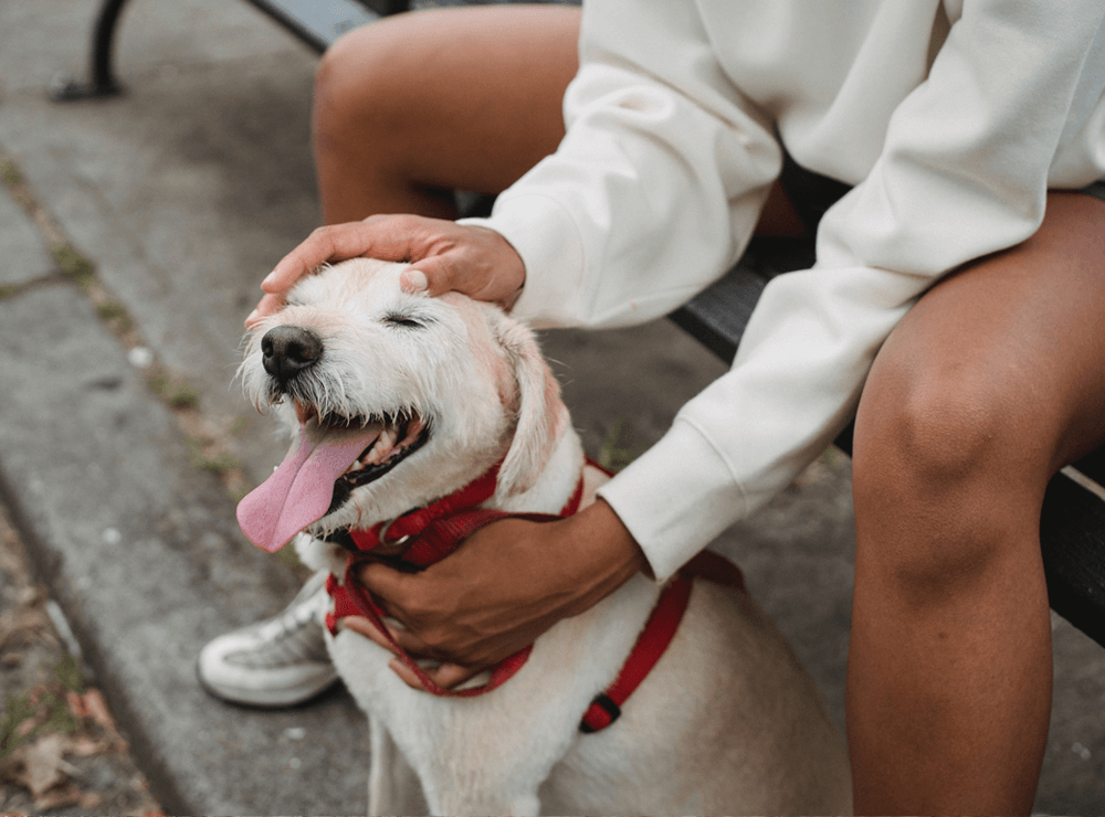 rover pet sitter jobs in Queens, NY rover pet sitter jobs in Queens, NY